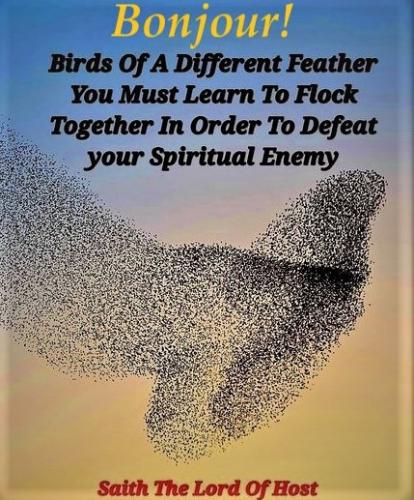 081223 - Bird of different feathers
