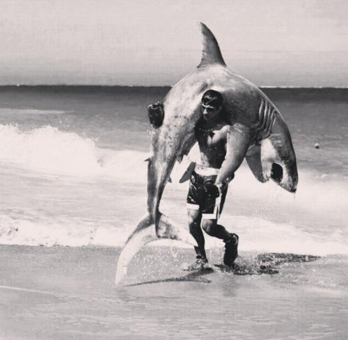 shark