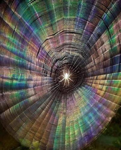 Spider Web, Rainbow -- Stephen Dunn Took This Incredible Photograph With His Flash Illuminating A Spider And Revealing Its Wet Web With A Rainbow Effect