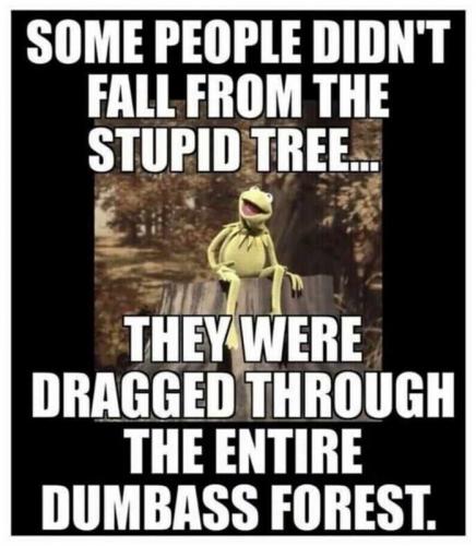 USA stupid tree