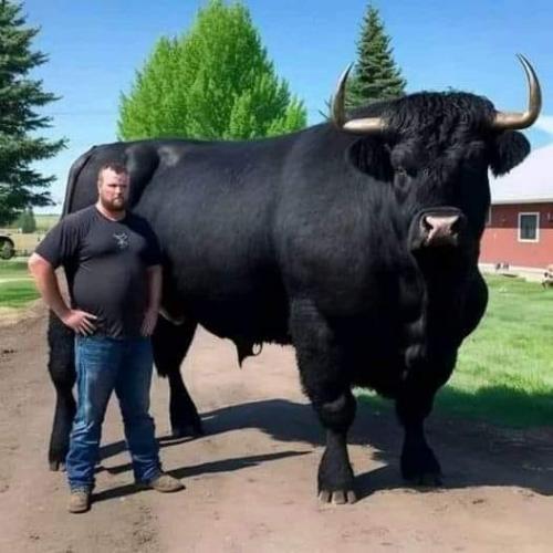 Montana bull story