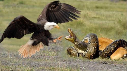 EagleWillKillTheLiberalSnakeTryingToSoffocateAmerica