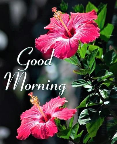 082323 - GM Pink flwr