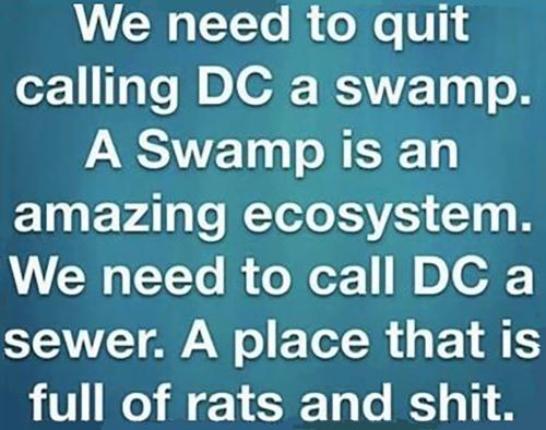 USA swamp