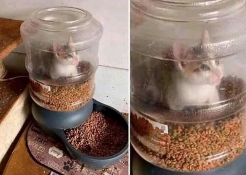 kitten