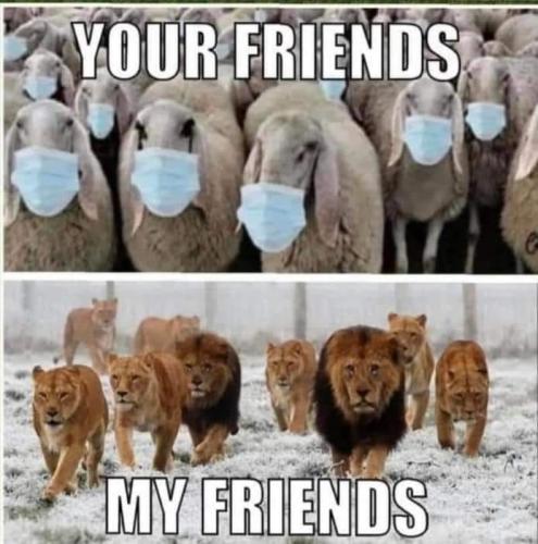 friends