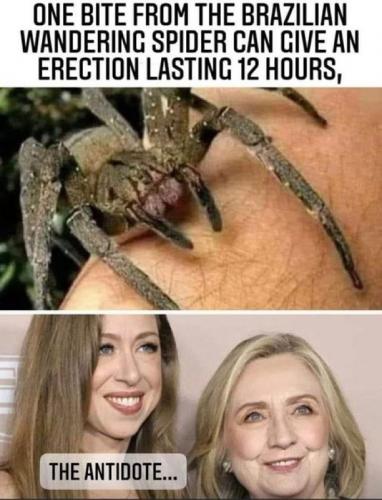 B Brazilian Wandering Spider