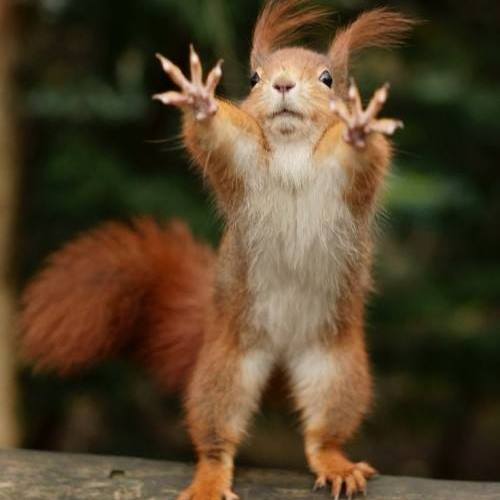 Stop Squirrel