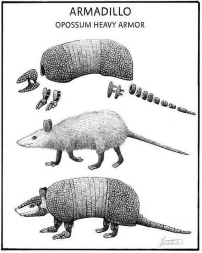 Opossum armor