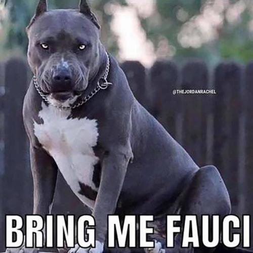 USA bring me Fauci
