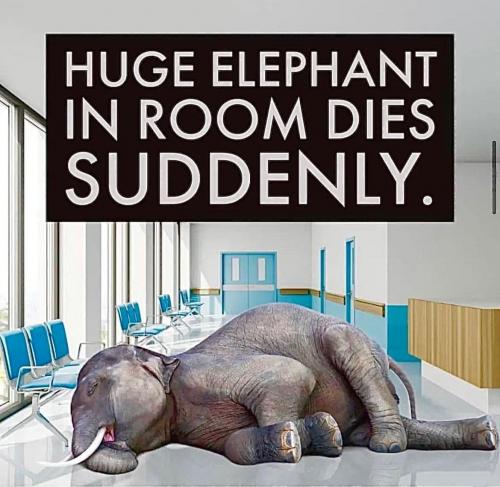 Elephant in room dies suddenly