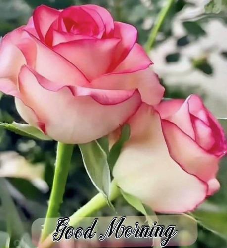 091323 - GM Starburst Roses