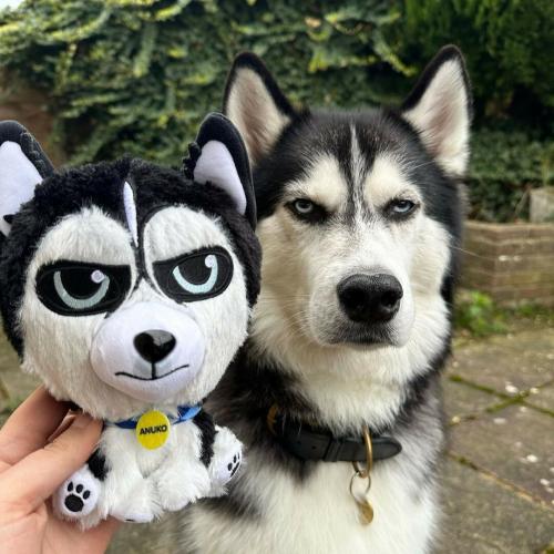dog