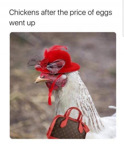 Chickens