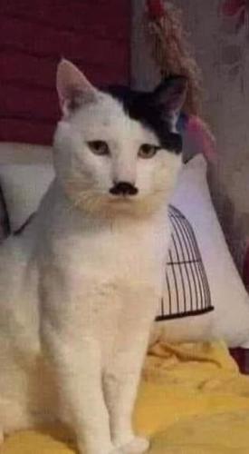 aaa