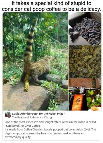Civet cat coffee