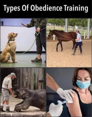 Obedience Training