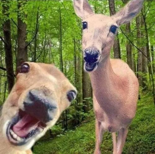 aaa