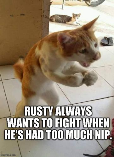 cat-rusty-wants-2-fight