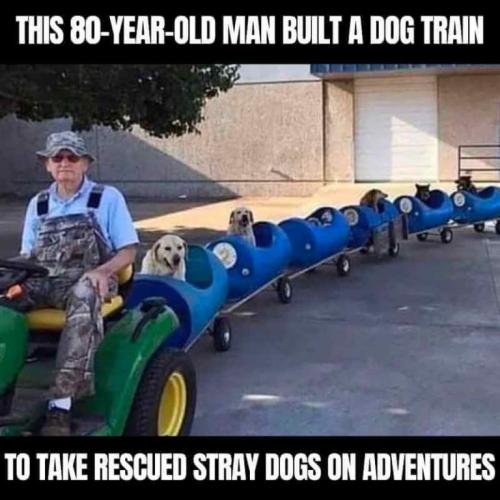 happy-memes-digitalmomblog-lovely-dog-train-768x768