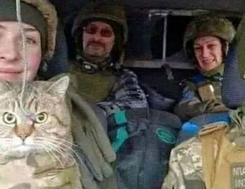 cats