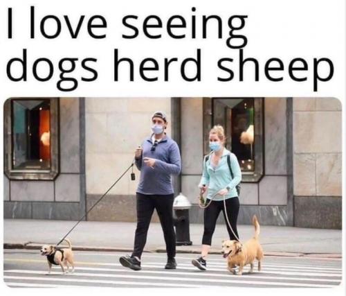 Herd