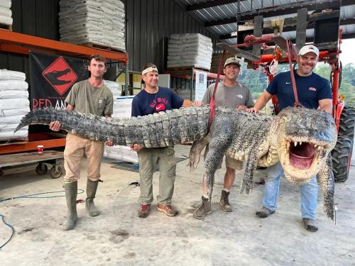 gator1