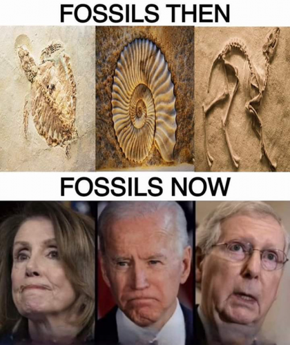 M fossils