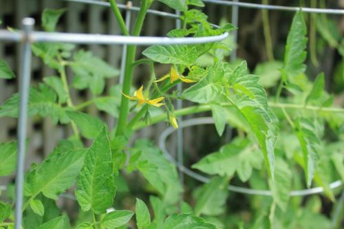 background tomato plant
