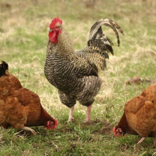 cock