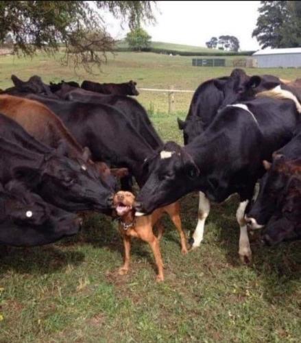 milkdog