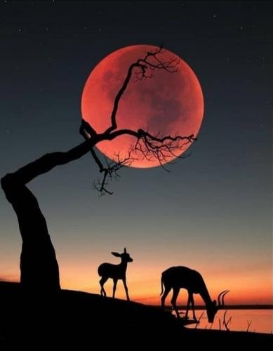 Moon - Red with tree and deer