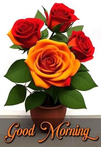101523 - GM Orange Roses