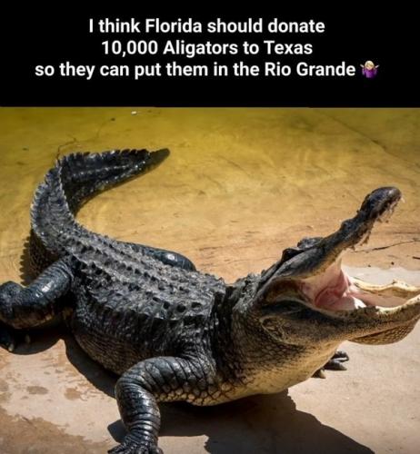 ALIGATORS