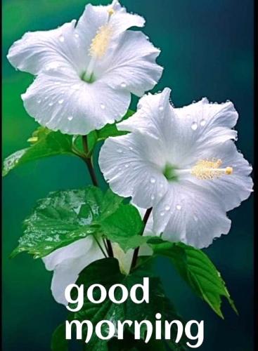 103023 - GM white flowers
