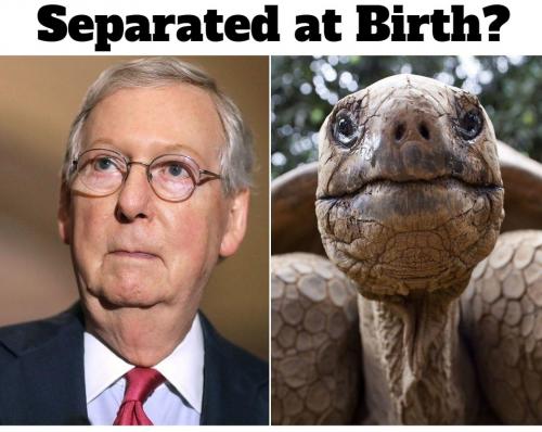 Yertle the Turtle Separated at Birth