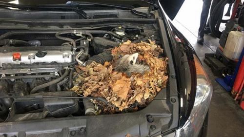 Strange hissing noise