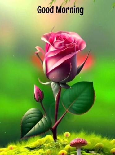 102323 - Pink Rose