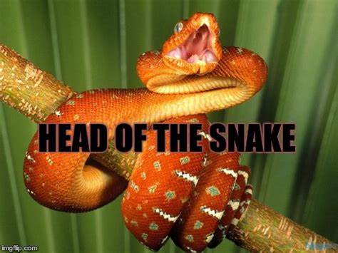 iran is the head of the snake