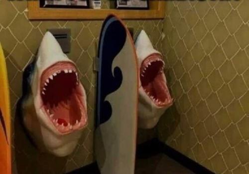 sharks