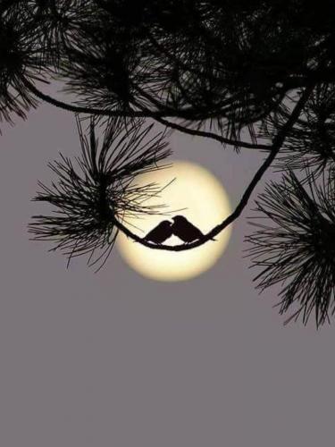 Animal - Bird - Birds in full moon