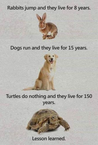 Democrats are a lot like turtles