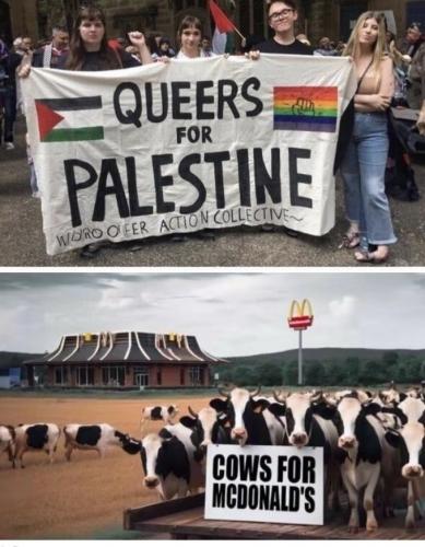 cattle for the slaughter