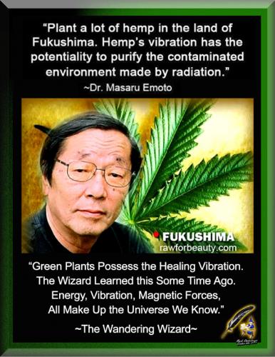 Hemp's Healing Vibration ~Dr Masaru Emoto~