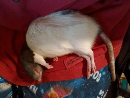 stinkers sleeping 10-15-23