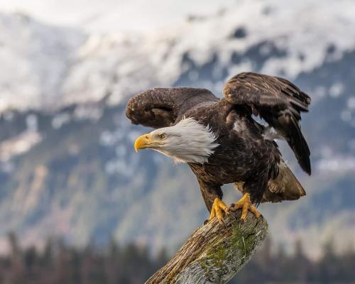 Animal - Bird - Eagle - About to take flight