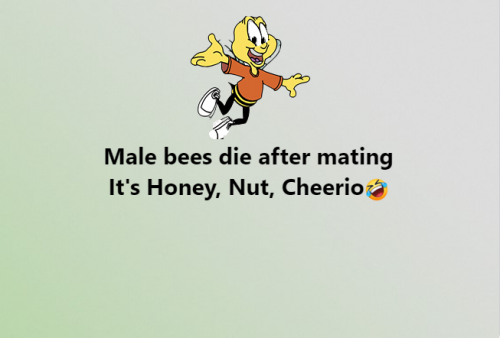 Male Bees
