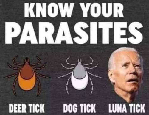 B luna tick