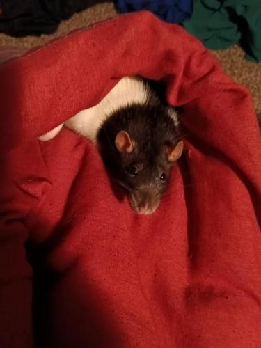 stinkers in blanket