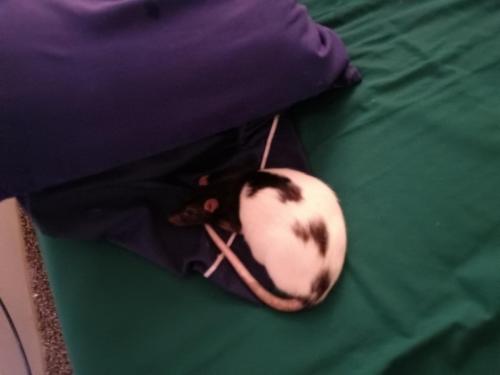 stinkers on pillow  11-17-23